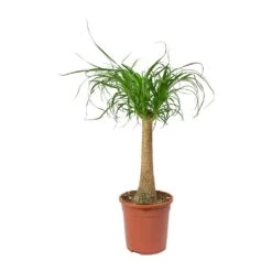 Beaucarnea - Pony Tail Palm - Single Stem -Hortology Shop Beaucarnea Pony Tail Palm Single Stem