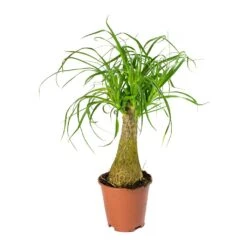 Beaucarnea - Pony Tail Palm - Single Stem -Hortology Shop Beaucarnea Pony Tail Palm Single Stem 45cm