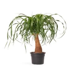 Beaucarnea - Pony Tail Palm - Single Stem -Hortology Shop Beaucarnea Pony Tail Palm Single Stem 45cm cb626979 d715 4d9f aa65 48b09f061a33