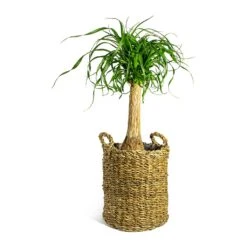 Beaucarnea - Pony Tail Palm - Single Stem -Hortology Shop Beaucarnea Pony Tail Palm Single Stem Joris Plant Baskets Set of 3 Natural