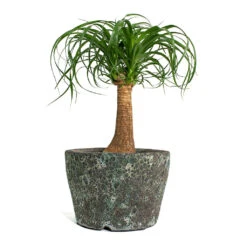 Beaucarnea - Pony Tail Palm - Single Stem -Hortology Shop Beaucarnea Pony Tail Palm Single Stem Lava Couple Straight Relic Planter Jade c4283446 fe6d 49e3 b2e4 802b1f90b6b6