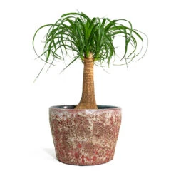 Beaucarnea - Pony Tail Palm - Single Stem -Hortology Shop Beaucarnea Pony Tail Palm Single Stem Lava Couple Straight Relic Planter Pink bf785c89 49a1 46a7 93ae addd3b5bf061