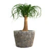 Beaucarnea - Pony Tail Palm - Single Stem