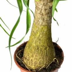 Beaucarnea - Pony Tail Palm - Single Stem -Hortology Shop Beaucarnea Pony Tail Palm Single Stem Trunk 45cm