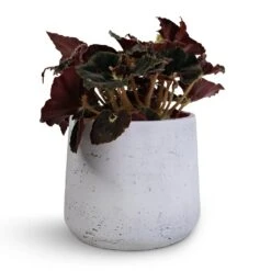 Patt Plant Pot - White Washed -Hortology Shop Begonia BD Rex Anne Begonia 12x20cm Patt Plant Pot White Washed 16x14cm