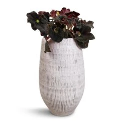 Ryan Plant Vase - White Black -Hortology Shop Begonia BD Rex Anne Begonia 12x20cm Ryan Plant Vase White Black 18x30cm cf4e0010 7d21 48a2 b45e 31c71ef7d4eb