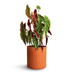 Puk Refined Planter - Canyon Orange 16 Puk Refined Planter - Canyon Orange -Hortology Shop Begonia Maculata Polka Dot Begonia 22x70cm Puk Refined Planter Canyon Orange 25x24.5cm 2cfa1a29 c0b9 4726 a0db 2af99bb1b4f7
