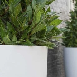 Ben Essentials Planter - Matt White -Hortology Shop Ben Essentials Planter Matt White Close Ups