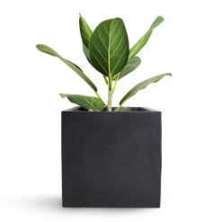 Fleur Natural Planter - Black -Hortology Shop Bengal Fig Fleur Natural Planter Black 20x20x20cm