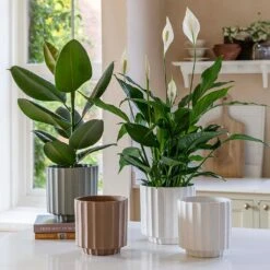 Bourton Scalloped Plant Pot - Sage -Hortology Shop BourtonScallopedPlantPot Ivory 18x18cm aa22b863 c25f 4b00 b03d 338614f0a39c