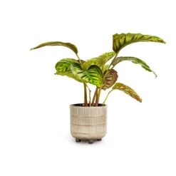 Calathea Flamestar -Hortology Shop Calathea Flamestar 14x45cm Denise Plant Pot Off White 17x17cm