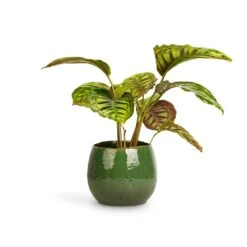 Calathea Flamestar -Hortology Shop Calathea Flamestar 14x45cm Mischa Plant Pot Forest Green 22x18cm