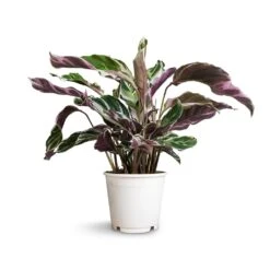 Calathea Fusion White -Hortology Shop Calathea Fusion White 14x35cm