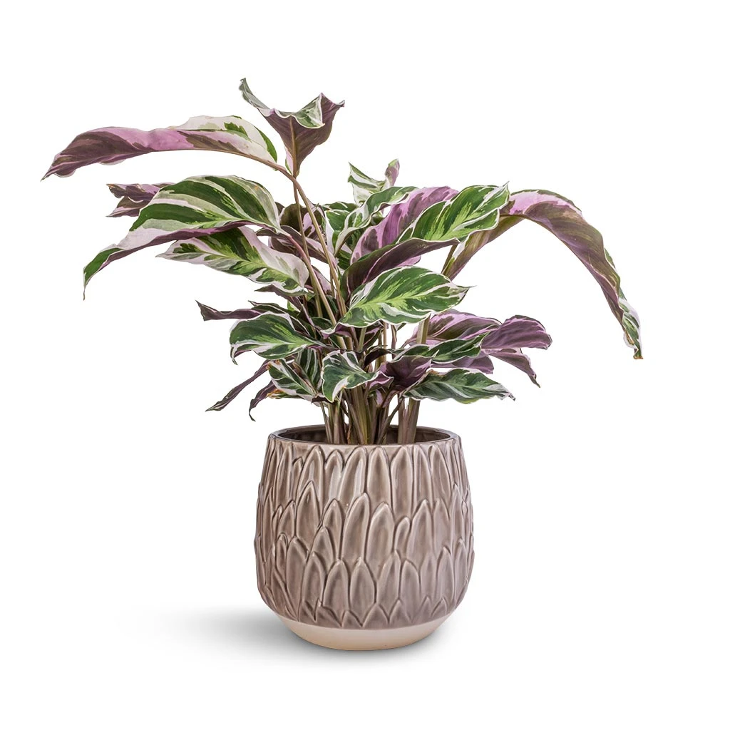 Arles Leaf Plant Pot - Mocha 5 Arles Leaf Plant Pot - Mocha - Image 5