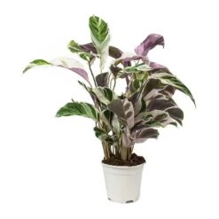 Calathea Fusion White -Hortology Shop Calathea Fusion White