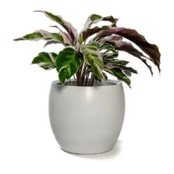 Calathea Fusion White -Hortology Shop Calathea Fusion White Cresta Plant Pot Pure White
