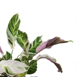 Calathea Fusion White -Hortology Shop Calathea Fusion White Leaves