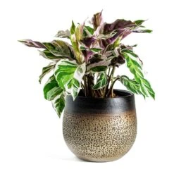 Calathea Fusion White -Hortology Shop Calathea Fusion White Mya Plant Pot Deep Champagne
