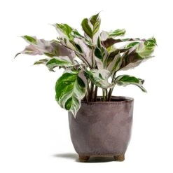 Calathea Fusion White -Hortology Shop Calathea Fusion White kaat pink plant pot d5ab7191 512b 4143 aca1 5f135437b65f