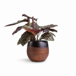 Mya Plant Pot - Shiny Mocha 24 Mya Plant Pot - Shiny Mocha -Hortology Shop Calathea Sanderiana Pin Stripe Calathea 14x50cm Mya Plant Pot Shiny Mocha 18x16cm df64169c bacc 443b b2c5 a0c635bba10d