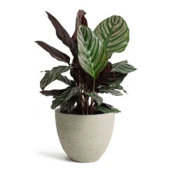 Mini Jesslyn Plant Pot - Grey Washed -Hortology Shop Calathea Sanderiana Pin Stripe Calathea Mini Jesslyn Plant Pot Grey Washed