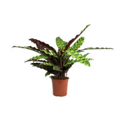 Calathea Lancifolia - Rattlesnake Plant -Hortology Shop Calathea lancifolia Rattlesnake Plant 14cm