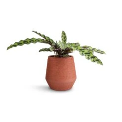 Humus Plant Pot - Terra -Hortology Shop Calathea lancifolia Rattlesnake Plant 14x40cm Humus Plant Pot Terra 16.5x18.5cm 38847116 b1ef 46db 8b31 0661a9af6c77