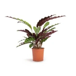 Calathea Lancifolia - Rattlesnake Plant -Hortology Shop Calathea lancifolia Rattlesnake Plant 14x45cm