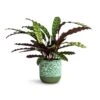 Calathea Lancifolia - Rattlesnake Plant