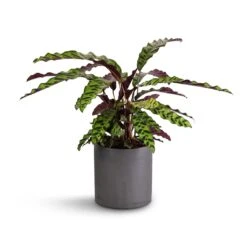 Calathea Lancifolia - Rattlesnake Plant -Hortology Shop Calathea lancifolia Rattlesnake Plant 17x60cm Puk Plant Pot Black Washed 20x20cm