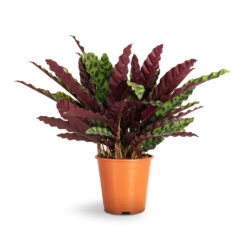 Calathea Lancifolia - Rattlesnake Plant -Hortology Shop Calathea lancifolia Rattlesnake Plant 19x60cm