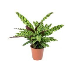 Calathea Lancifolia - Rattlesnake Plant -Hortology Shop Calathea lancifolia Rattlesnake Plant 75cm