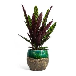 Calathea Lancifolia - Rattlesnake Plant -Hortology Shop Calathea lancifolia Rattlesnake Plant Lindy Plant Pot Black Green fc17ebf1 9d2d 42c4 bae4 67e0a375300e