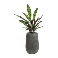 Calathea Lancifolia - Rattlesnake Plant -Hortology Shop Calathea lancifolia Rattlesnake Plant Patt High Plant Vase Ridged Dark Grey f4ab71f4 88f3 492f b222 d86061f37f96