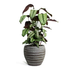 Calathea Majestica White Star -Hortology Shop Calathea majestica White Star Koen Plant Pot Brown