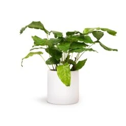 Calathea Musaica Network -Hortology Shop Calathea musaica Network 12x30cm Puk Planter Matt White 15x15cm