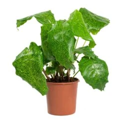 Calathea Musaica Network -Hortology Shop Calathea musaica Network 14cm