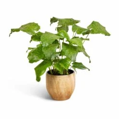 Calathea Musaica Network -Hortology Shop Calathea musaica Network 17x50cm Emmy Plant Pot Camel 22x20cm