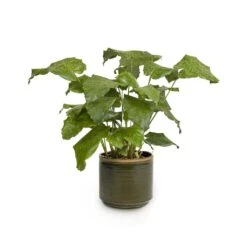 Calathea Musaica Network -Hortology Shop Calathea musaica Network 17x50cm Jordy Plant Pot Forest Green 20x18cm copy