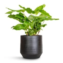 Norell Plant Pot - Black -Hortology Shop Calathea musaica Network 17x50cm Norell Plant Pot Black 21x20cm 4f277232 92fb 4ac5 8b16 d66a616ae96e