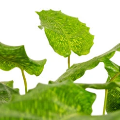 Calathea Musaica Network -Hortology Shop Calathea musaica Network DETAIL