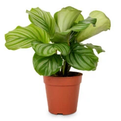 Calathea Orbifolia -Hortology Shop Calathea orbifolia 12x35cm