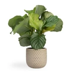Calathea Orbifolia -Hortology Shop Calathea orbifolia 12x35cm Bolino Plant Pot Mint 24x21cm