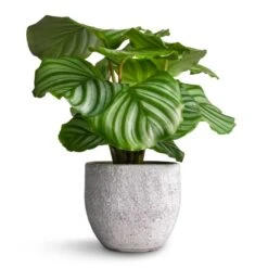 Calathea Orbifolia -Hortology Shop Calathea orbifolia 12x35cm Cas Plant Pot Cool Grey 15x13cm