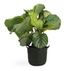 Calathea Orbifolia -Hortology Shop Calathea orbifolia 12x35cm Nelis Plant Basket Green 23x20cm