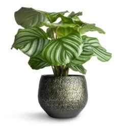 Noor Plant Pot - Velvet Green -Hortology Shop Calathea orbifolia 12x35cm Noor Plant Pot Velvet Green 16x13cm 5c898efa 455e 4eef 8340 df9263518349