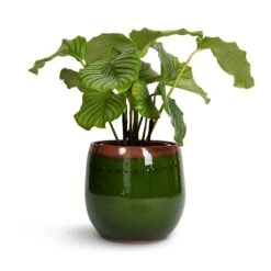 Calathea Orbifolia -Hortology Shop Calathea orbifolia 21x60cm Charlotte Plant Pot Green 29x25cm