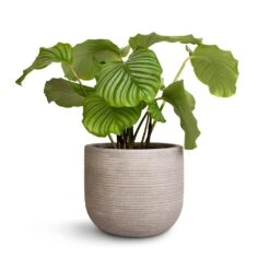 Calathea Orbifolia -Hortology Shop Calathea orbifolia 21x60cm Cody Plant Pot Ridged Cement 28x25cm b61a46e2 f02e 45f2 ae4f c3c235fb7dda