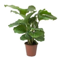 Calathea Orbifolia -Hortology Shop Calathea orbifolia