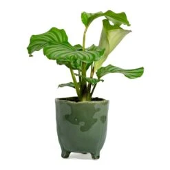 Calathea Orbifolia -Hortology Shop Calathea orbifolia kaat green plant pot